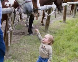 A Little Boy is Excited to Meet the Horses at Triangle C Ranch
