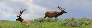 Wildlife