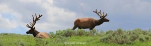 Elk In Velvet by Jim Moulton