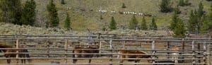 Horses