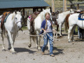 Beautiful White Horses at the Triangle C Ranch Beautiful White Horses at the Triangle C Ranch