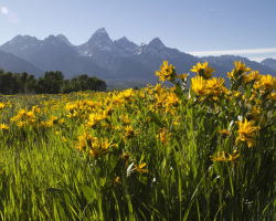 Beautiful Spring Wildflowers in Grand Teton National Park