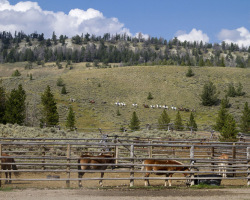 Lovely View of the Riding Arena and Horses at Triangle C Ranch