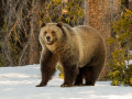 Grizzly Bear Coming Out Of Winter Sleep Grizzly Bear Coming Out Of Winter Sleep