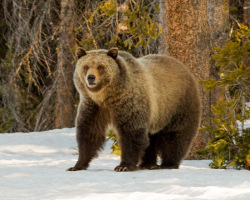 Grizzly Bear Coming Out Of Winter Sleep