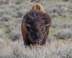 Many Majestic North American Bison Roam Near the Triangle C Ranch