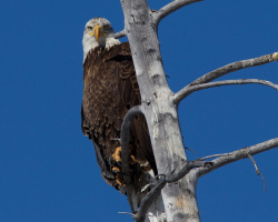 Bald Eagle Checking Us Out At Triangle C Ranch