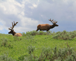 Elk In Velvet